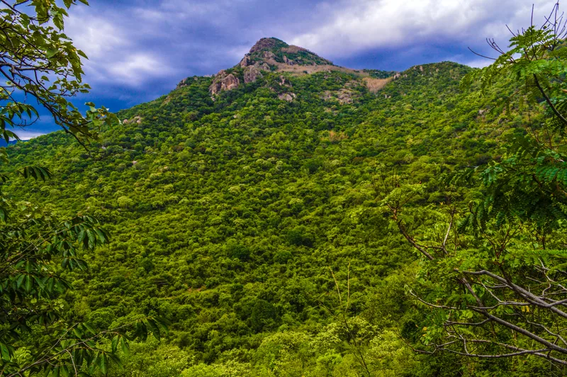 Coorg or Wayanad? India's Two Most Demanded Monsoon Retreats Compared
